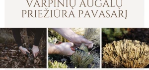 Varpinių augalų priežiūra pavasarį