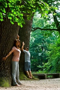 Kokio medžio laiptų pakopos energija jums tinkamiausia