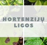 Hortenzijų ligos