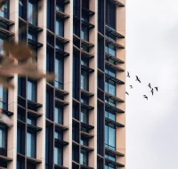 Panoraminiai langai – pagrindinė milijonų paukščių žūties priežastis. Kaip to išvengti?