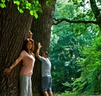 Kokio medžio laiptų pakopos energija jums tinkamiausia