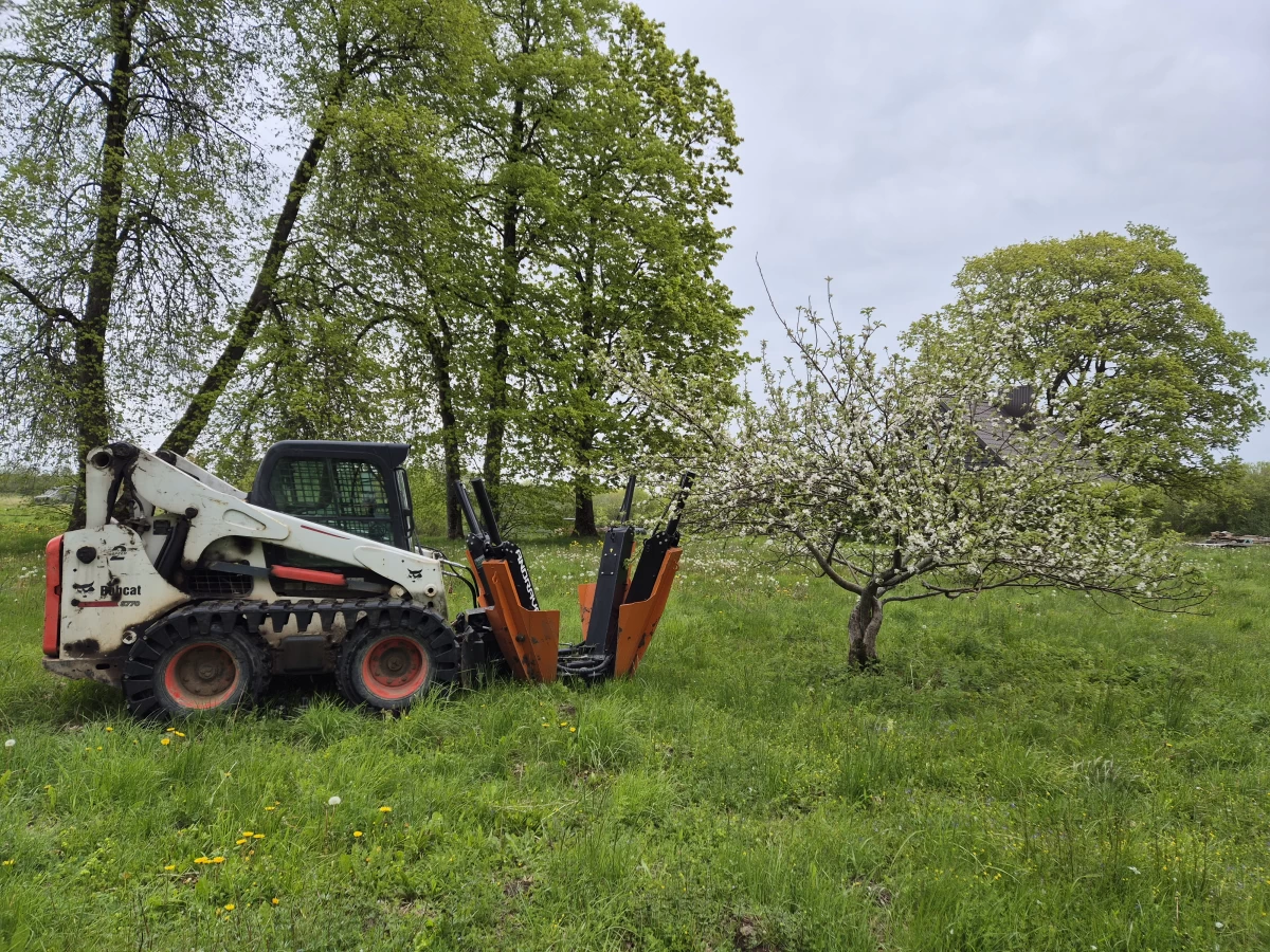 Medžių persodinimas visoje Lietuvoje