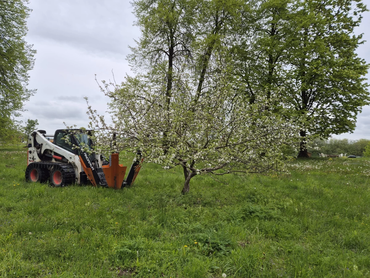 Medžių persodinimas visoje Lietuvoje
