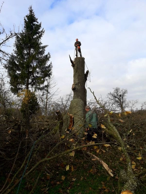 Medžių pjovimas visoje Lietuvoje