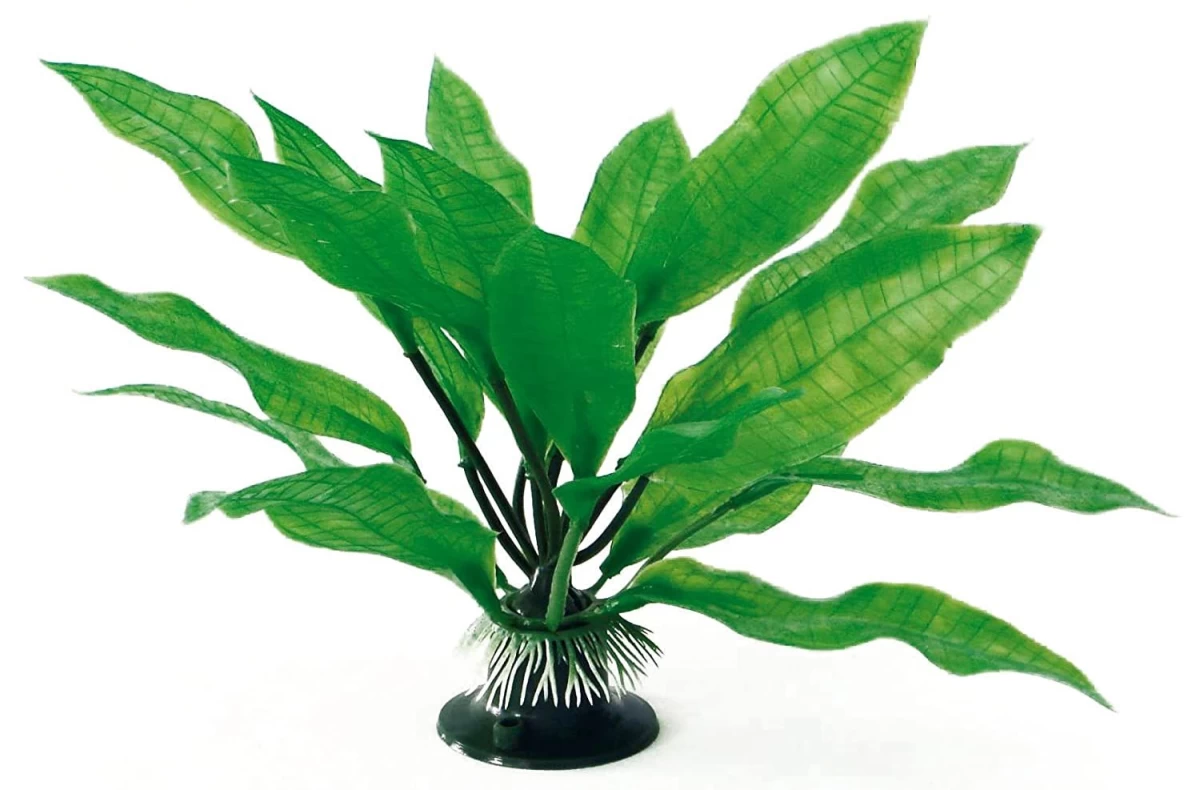 AMTRA ECHINODORUS augalas plant classic 17cm MD 1vnt, A8011172