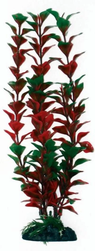 AMTRA LIUDWIGIA augalas SHOW 1vnt 45cm, A8011927