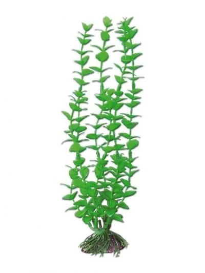 AMTRA ROTALA augalas mažas 13cm 1vnt, A8011246