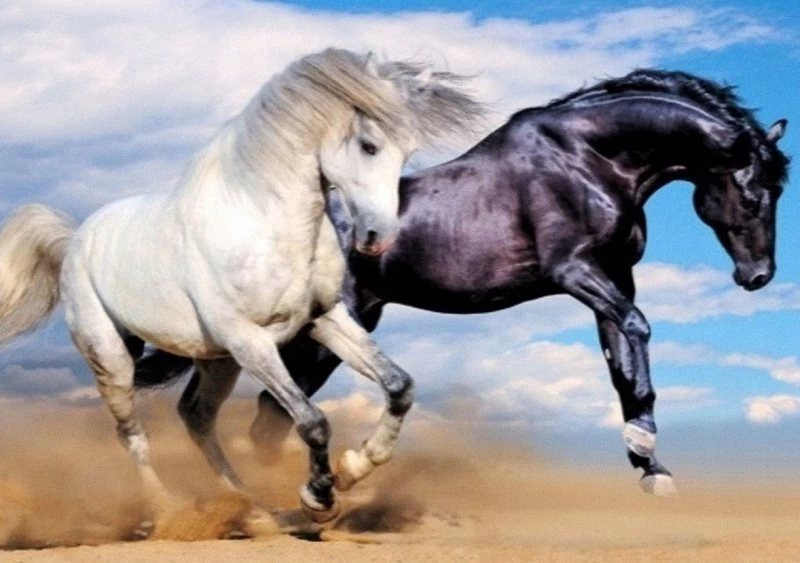 Deimantinės Mozaikos Siuvinėjimas Arkliai