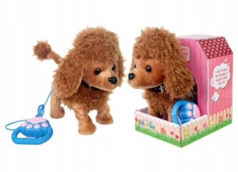 Pudelis šuo Eina Ant Pavadėlio Vizgina Uodegą Judina Galvą Muzika #cz