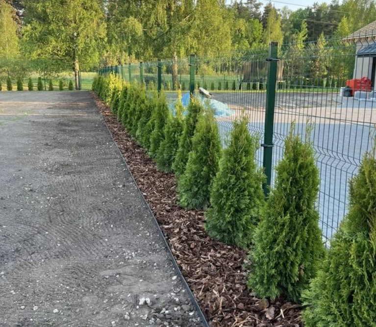 Planting of tujas