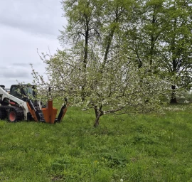 Medžių persodinimas visoje Lietuvoje