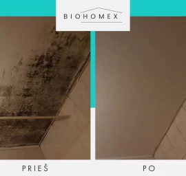 Pelėsio naikinimas „iki galo“