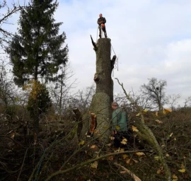 Medžių pjovimas visoje Lietuvoje