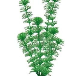 AMTRA CABOMBA augalas labai didelis 33cm 1vnt, A8011270