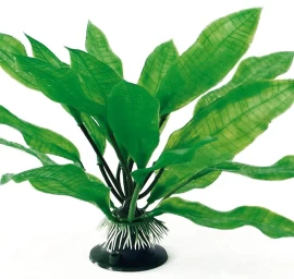 AMTRA ECHINODORUS augalas plant classic 17cm MD 1vnt, A8011172