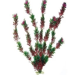 AMTRA FLORA BICOLOUR augalas mažas 13cm 1vnt, A8011182