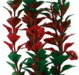 AMTRA LIUDWIGIA augalas XL 33cm 1vnt, A8011926
