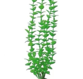 AMTRA ROTALA augalas mažas 13cm 1vnt, A8011246