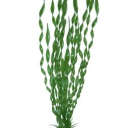 AMTRA VALISNERIA augalas vidutinis 17cm 1vnt, A8011898
