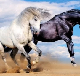 Deimantinės Mozaikos Siuvinėjimas Arkliai