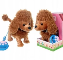 Pudelis šuo Eina Ant Pavadėlio Vizgina Uodegą Judina Galvą Muzika #cz