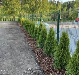 Planting of tujas