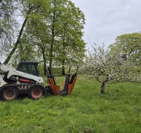 Medžių persodinimas visoje Lietuvoje