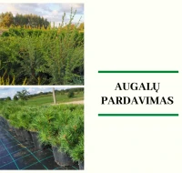 Augalų pardavimas