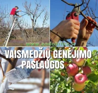 Vaismedžių genėjimo paslaugos